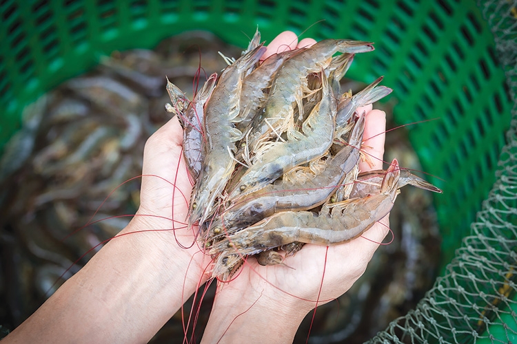 Xuất nhập khẩu thủy sản trước “làn ranh” tuân thủ mới