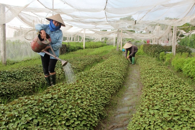 Hợp tác xã phát triển theo chiều sâu để tăng sức cạnh tranh