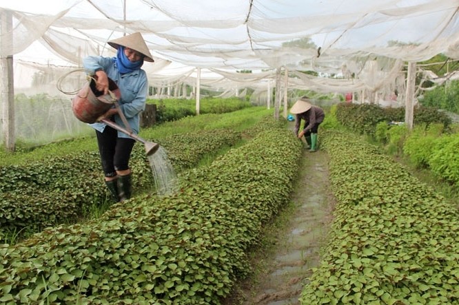 Hợp tác xã phát triển theo chiều sâu để tăng sức cạnh tranh
