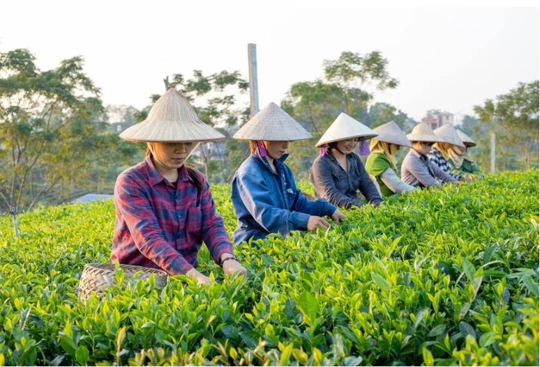 Hợp tác xã phát triển theo chiều sâu để tăng sức cạnh tranh Hợp tác xã