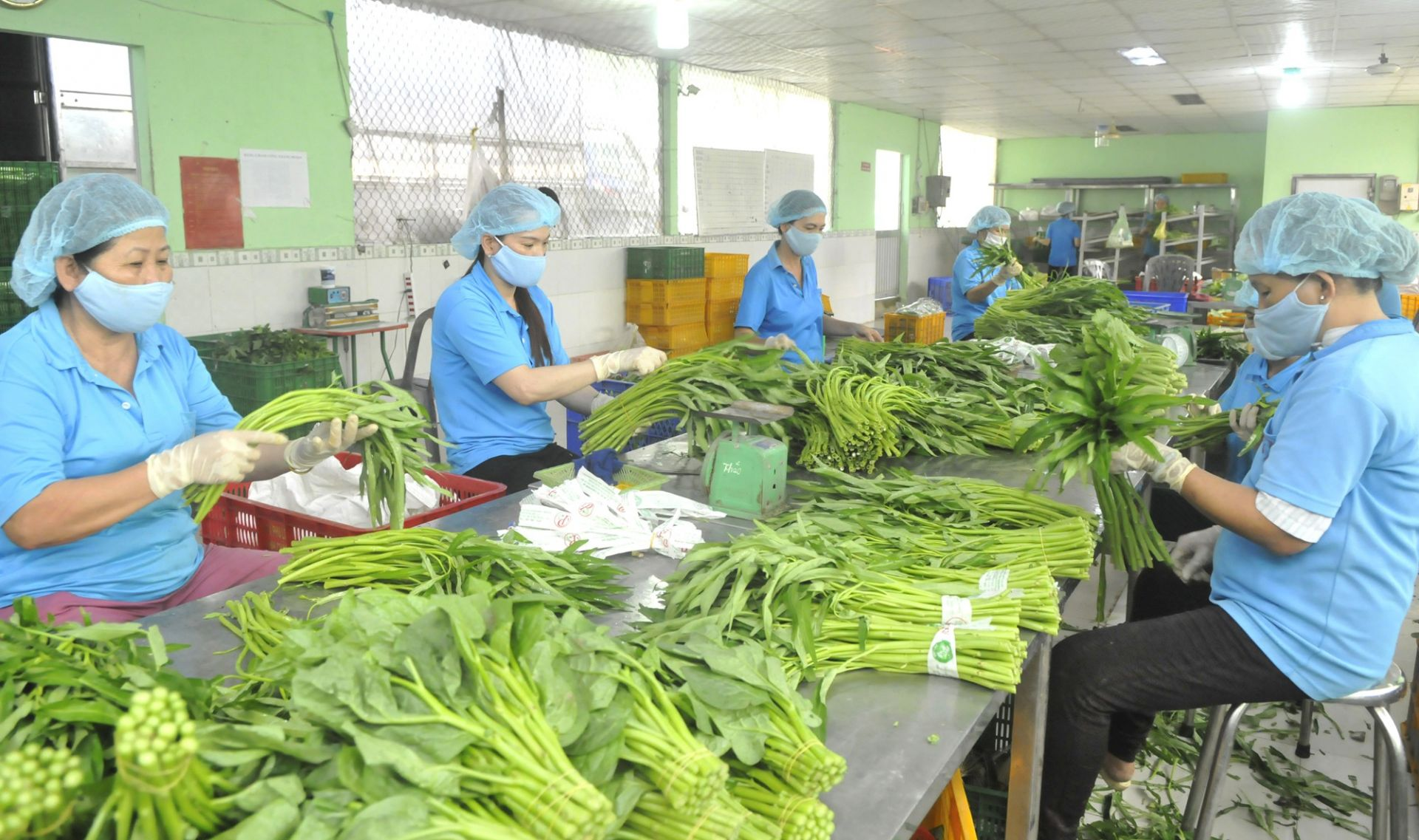 Thuế giá trị gia tăng đối với mặt hàng nông, lâm, thuỷ sản chưa qua chế biến