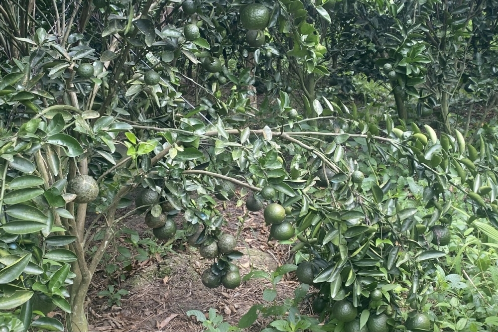 Khẳng định thương hiệu cho nông sản Vĩnh Long Khẳng định thương hiệu cho nông sản Vĩnh Long