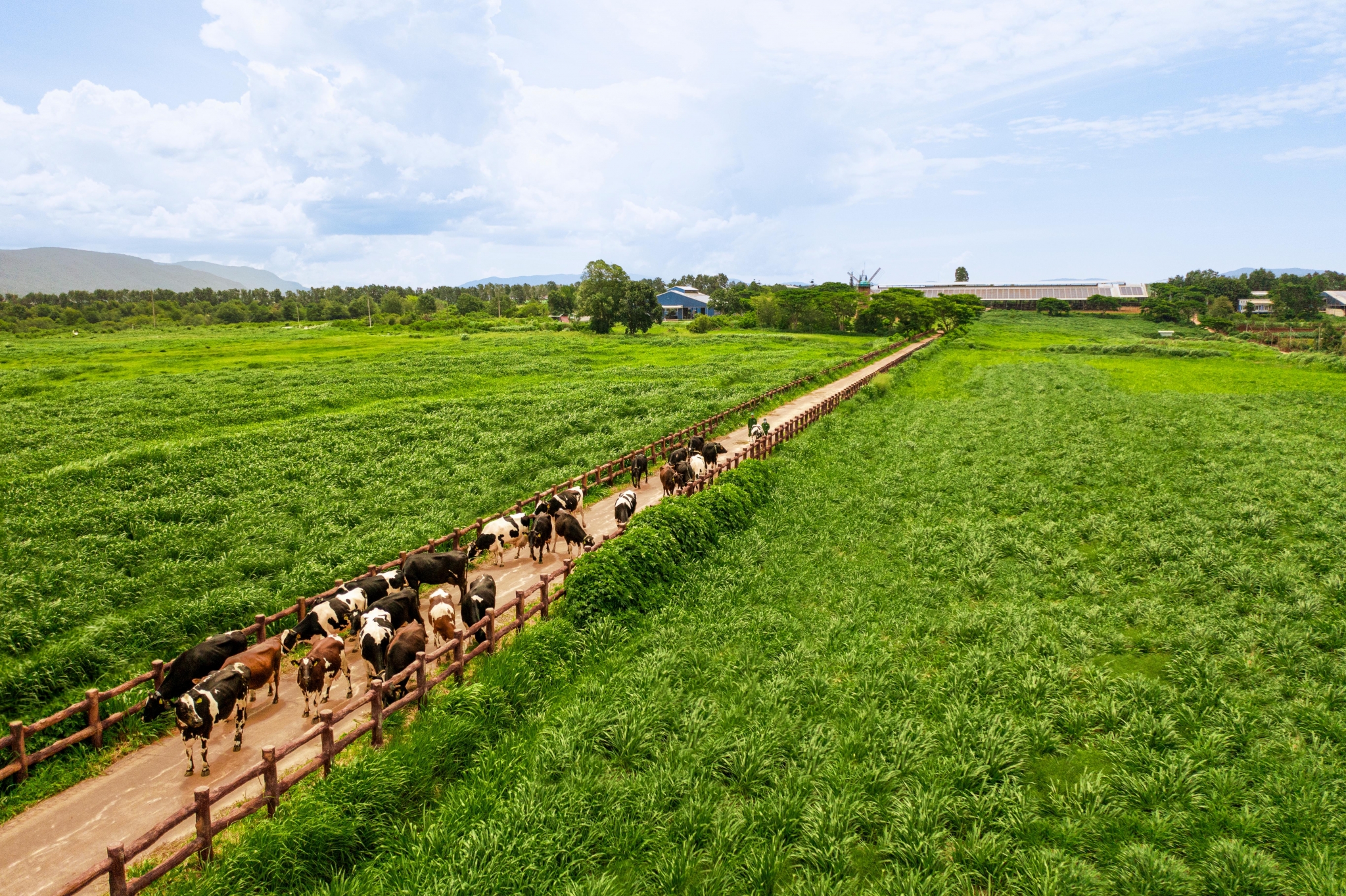 50 năm không ngừng nâng chuẩn: Cách Vinamilk xây dựng thương hiệu tỷ USD của Việt Nam 50 năm không ngừng nâng chuẩn: Cách Vinamilk xây dựng thương hiệu tỷ USD của Việt Nam