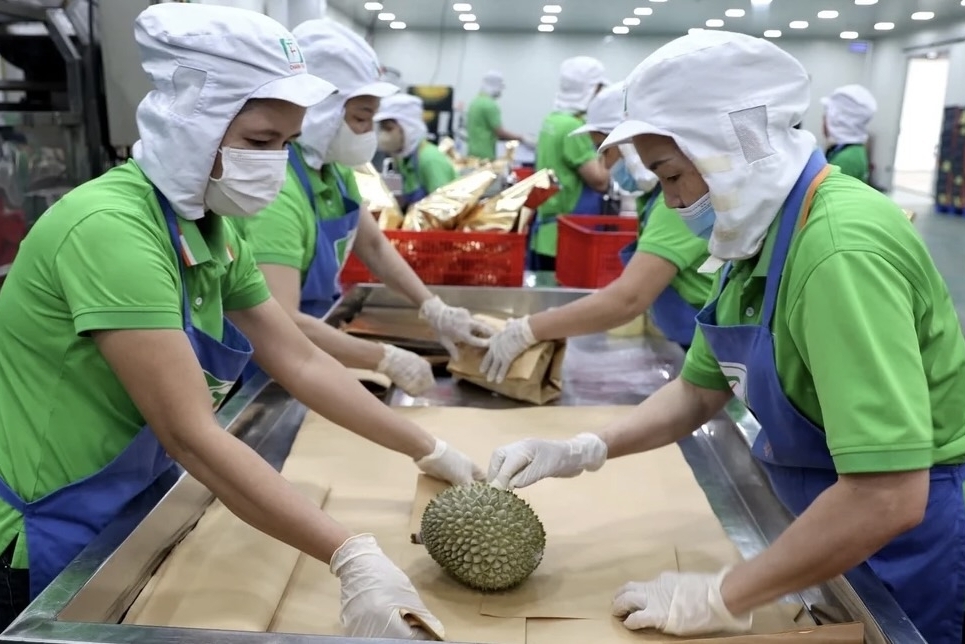 Vĩnh Long: Mỗi năm có gần 91 tấn sầu riêng cần cấp “hộ chiếu”