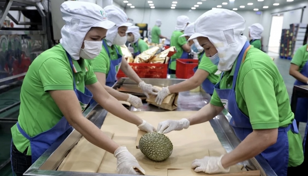 Vĩnh Long: Mỗi năm có gần 91 tấn sầu riêng cần cấp “hộ chiếu”