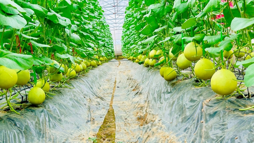 Cần hoàn thiện cơ chế tài chính, tạo đà cho xuất khẩu nông sản Vĩnh Long Cần hoàn thiện cơ chế tài chính, tạo đà cho xuất khẩu nông sản Vĩnh Long