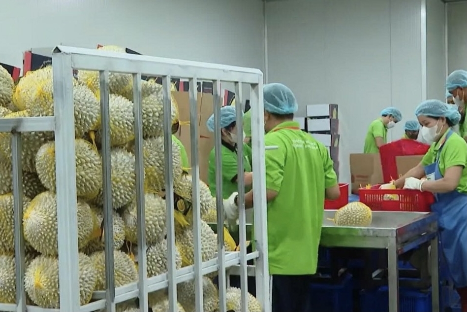 Vĩnh Long hướng đến nền nông nghiệp hiện đại, đẩy mạnh xuất khẩu