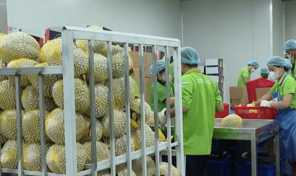 Vĩnh Long hướng đến nền nông nghiệp hiện đại, đẩy mạnh xuất khẩu Vĩnh Long hướng đến nền nông nghiệp hiện đại, đẩy mạnh xuất khẩu
