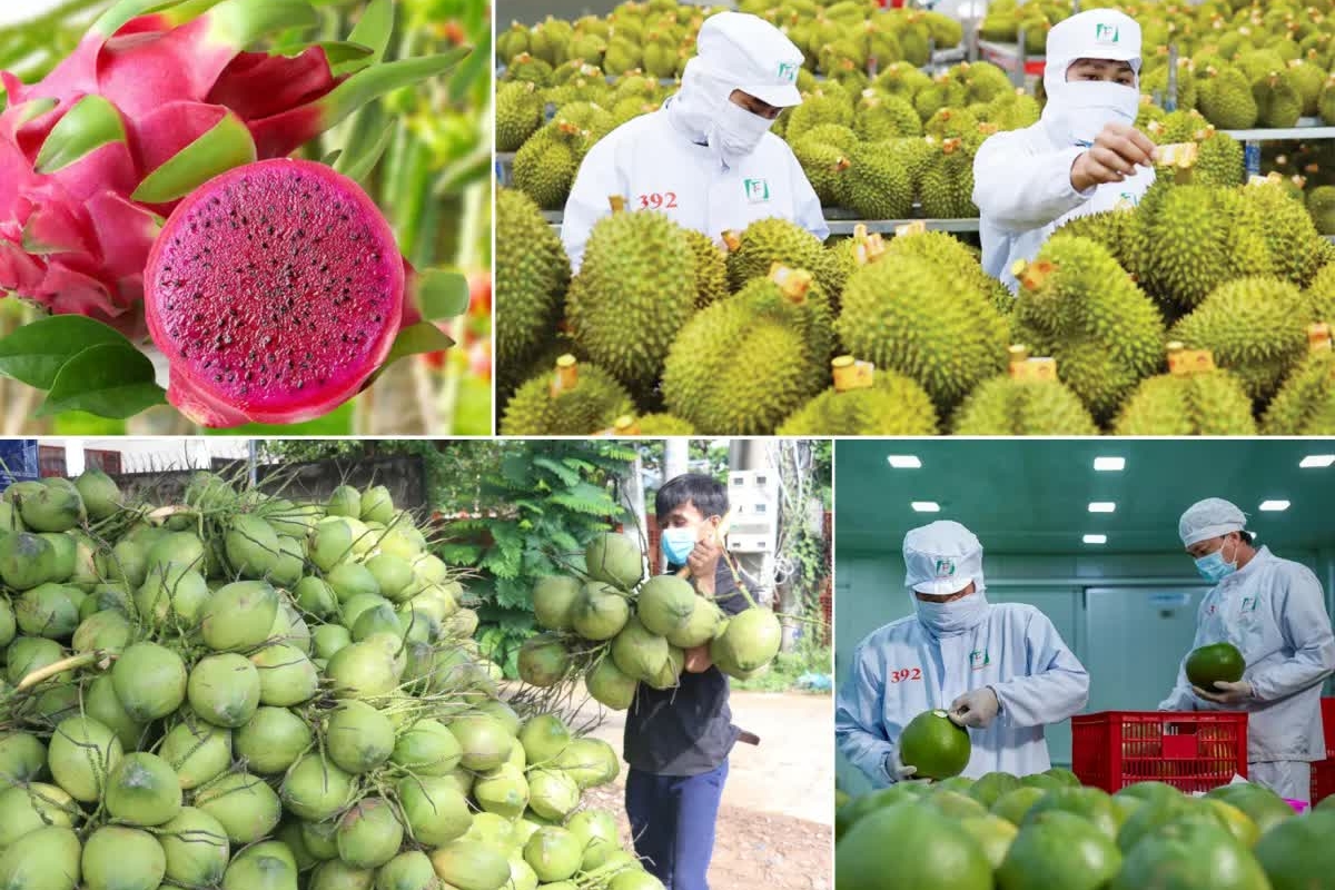 Xuất khẩu rau quả sang Trung Quốc còn nhiều dư địa