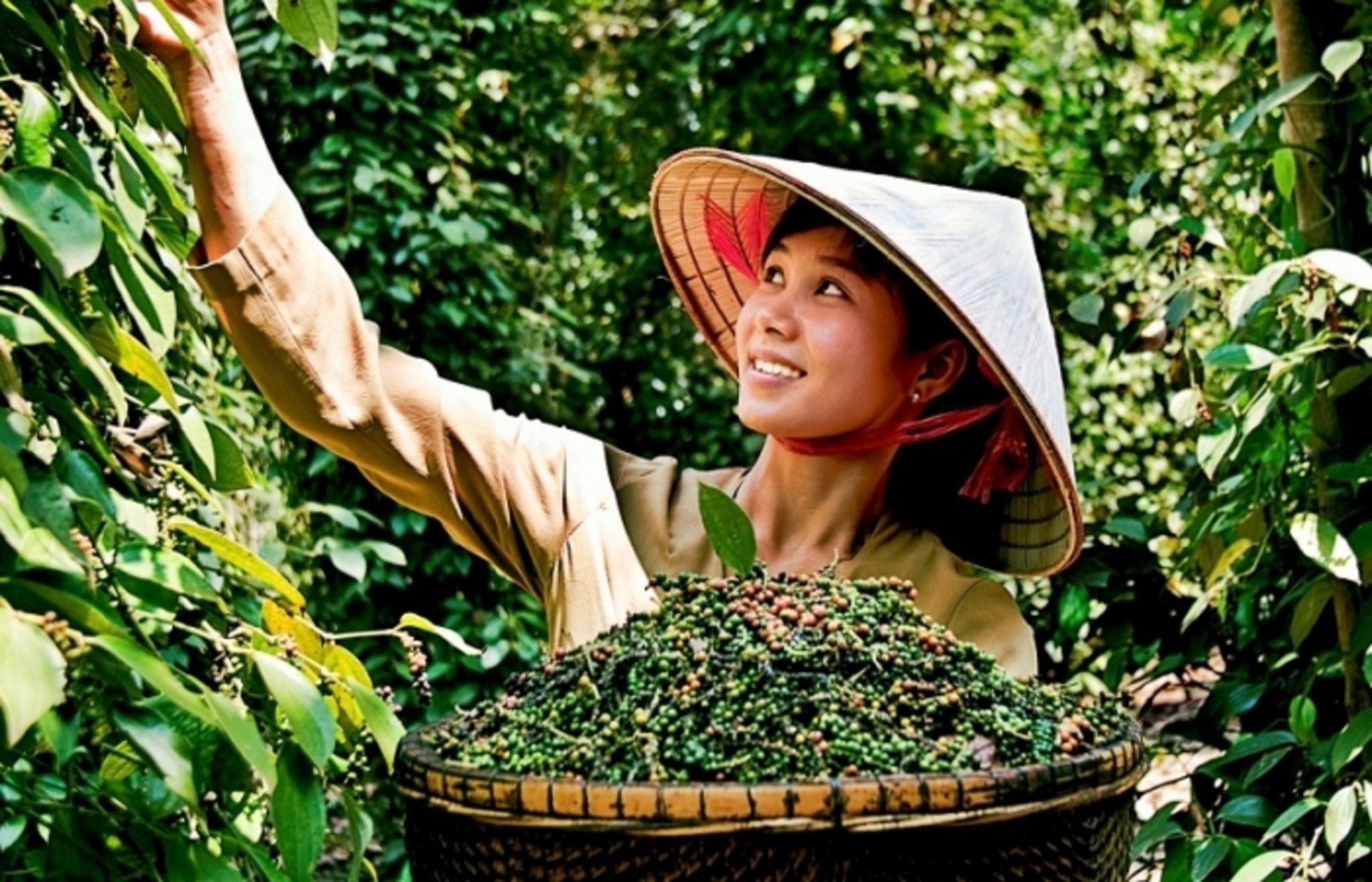 Xuất khẩu hồ tiêu giữ vững đà tăng trưởng
