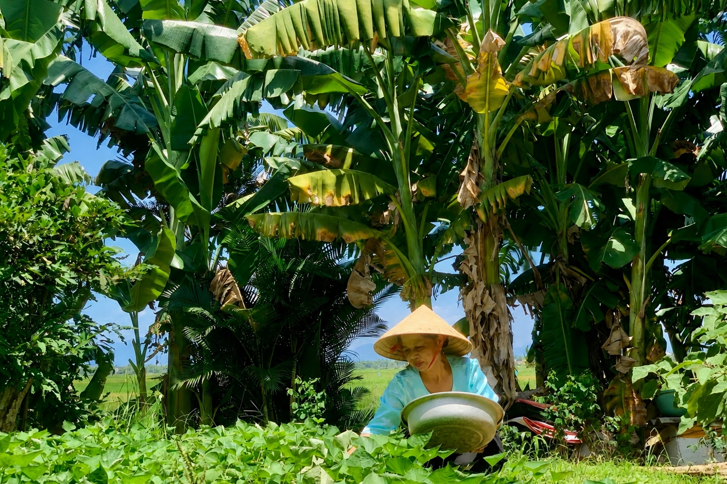 Thu mua nông sản từ người dân: Bộ Tài chính làm rõ quy định về chứng từ