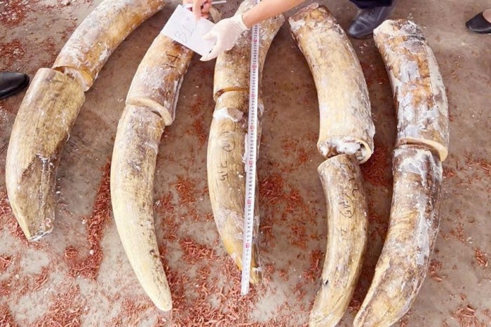 Phát hiện vụ nhập lậu ngà voi lớn nhất từ trước đến nay tại cảng Quy Nhơn