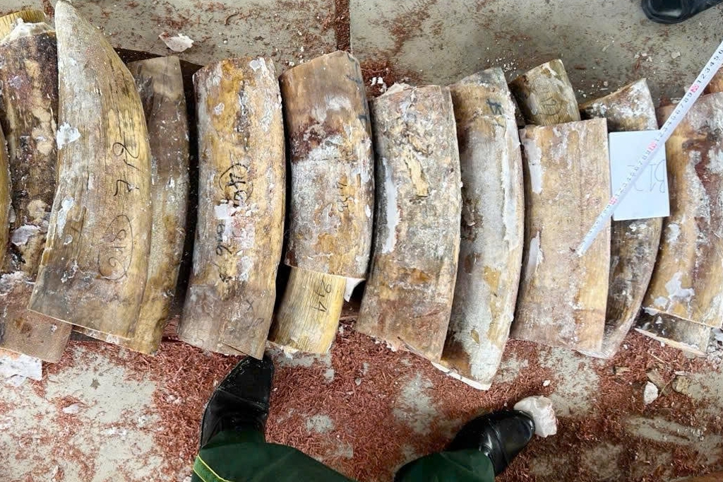 Khởi tố vụ nhập lậu hơn 1 tấn ngà voi tại cảng Quy Nhơn