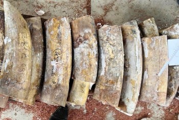 Hành trình phá vụ án 1,2 tấn ngà voi từ châu Phi nhập lậu về Việt Nam