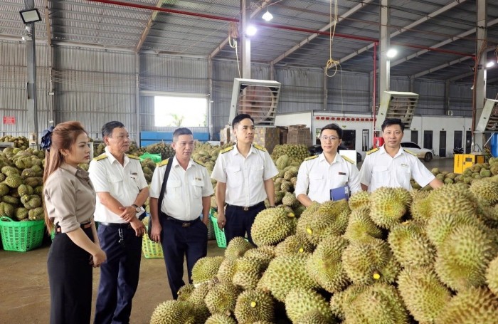 Đắk Lắk: Tăng quản lý, chống thất thu thuế kinh doanh sầu riêng