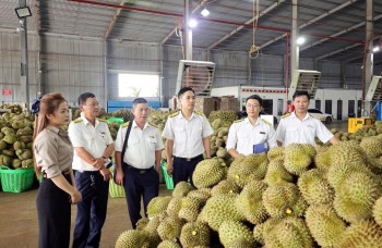 Đắk Lắk: Tăng quản lý, chống thất thu thuế kinh doanh sầu riêng