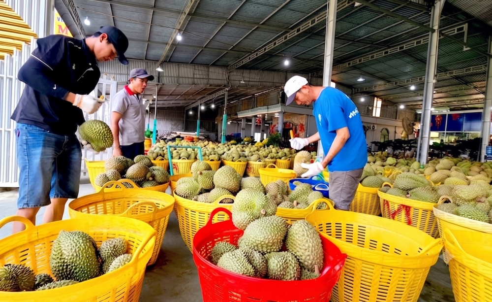 Đắk Lắk: Tăng quản lý, chống thất thu thuế kinh doanh sầu riêng
