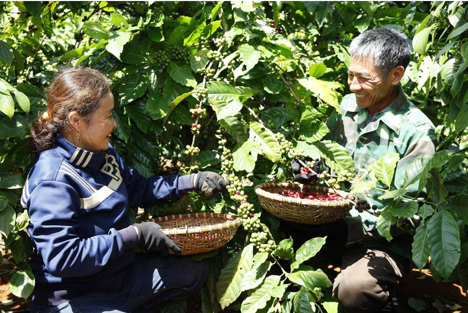 Nâng tầm vai trò Việt Nam trong chuỗi cung ứng cà phê toàn cầu Nâng tầm vai trò Việt Nam trong chuỗi cung ứng cà phê toàn cầu