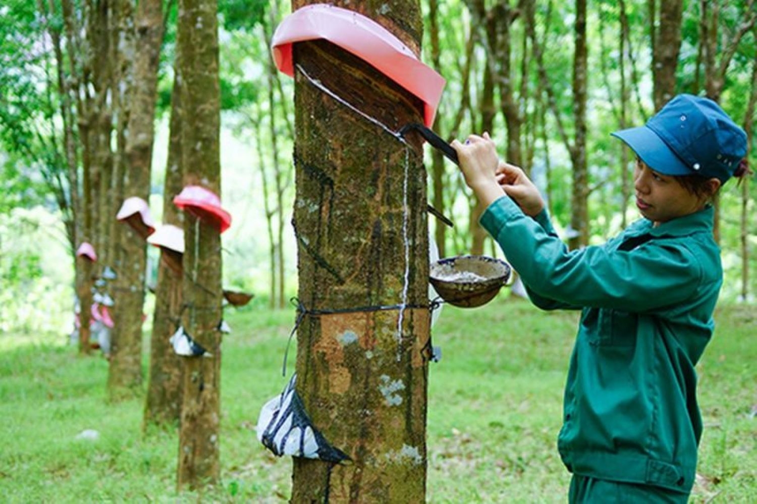 Xuất khẩu cao su của Việt Nam suy giảm, được dự báo tiếp tục gặp khó khăn trong thời gian tới. Ảnh: Tư liệu. 