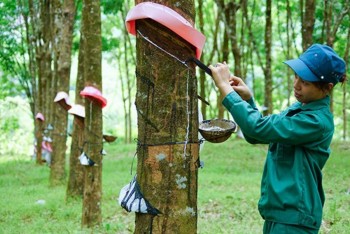 Xuất khẩu cao su giảm cả về lượng và giá trị