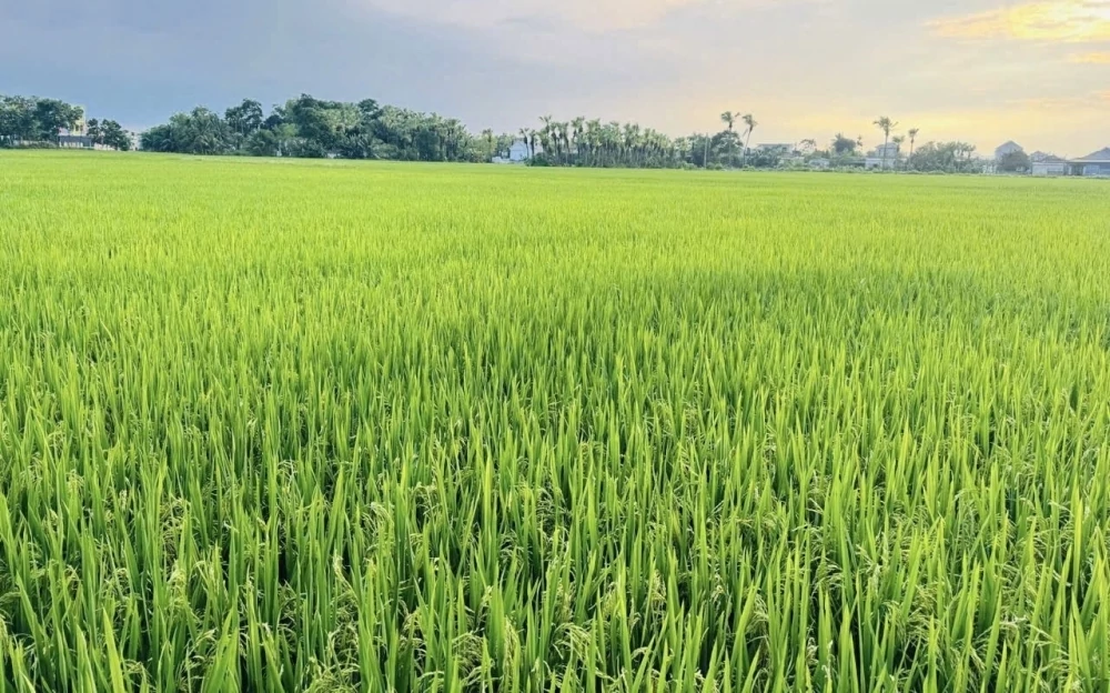 Nguồn lực tài chính cho chuyển đổi xanh vùng Đồng bằng sông Cửu Long Nguồn lực tài chính cho chuyển đổi xanh vùng Đồng bằng sông Cửu Long