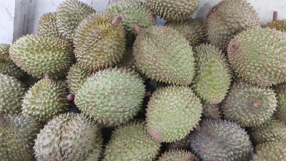 Sầu riêng gần chạm mốc 2 tỷ USD, hướng tới phát triển chuyên nghiệp và bền vững - Tạp chí Kinh tế