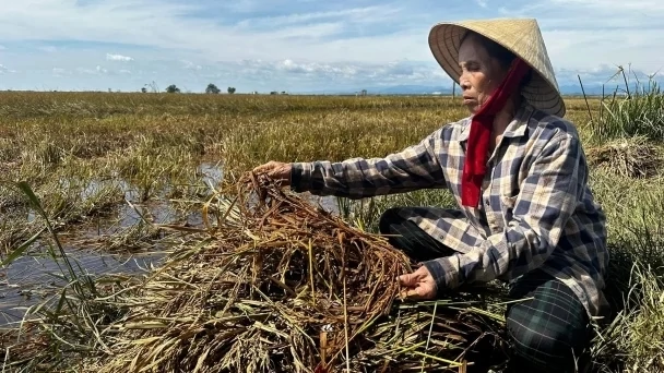 Nâng hỗ trợ phí bảo hiểm nông nghiệp lên tối đa 95% từ 20/10/2026 Nâng hỗ trợ phí bảo hiểm nông nghiệp lên tối đa 95% từ 20/10/2026