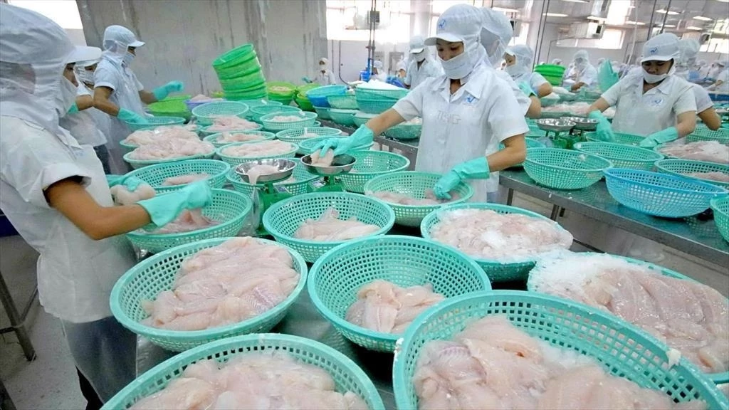 Áp lực “thuế chồng thuế”, xuất khẩu cá tra sang Hoa Kỳ gặp khó