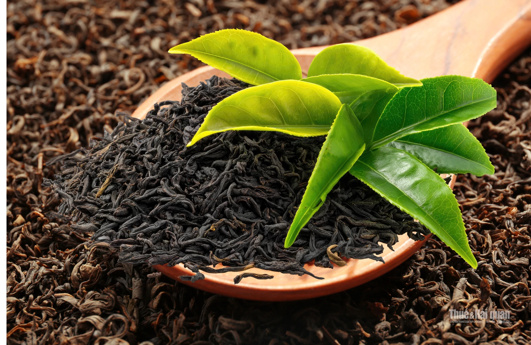 Xuất khẩu chè bước vào chu kỳ tăng trưởng theo mùa vụ