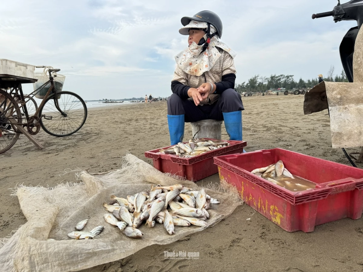 hộ, chủ tàu đánh bắt cá được nêu trong kiến nghị, người nộp thuế cần căn cứ thực tế đặc điểm hoạt động sản xuất, kinh doanh của mình để thực hiện nghĩa vụ thuế nếu có, theo đúng quy định pháp luật thuế. Ảnh: Hương Quỳnh