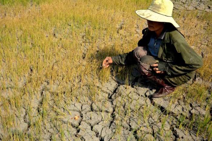 Tăng hỗ trợ phí bảo hiểm nông nghiệp, giảm gánh nặng cho nhà nông