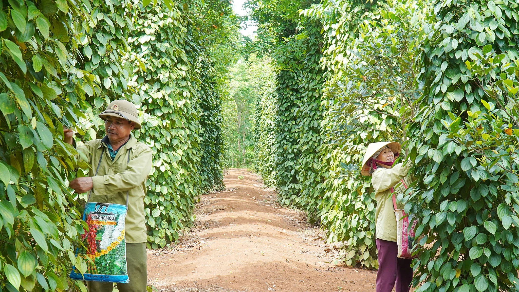 Xuất khẩu hạt tiêu tăng giữa áp lực giảm giá