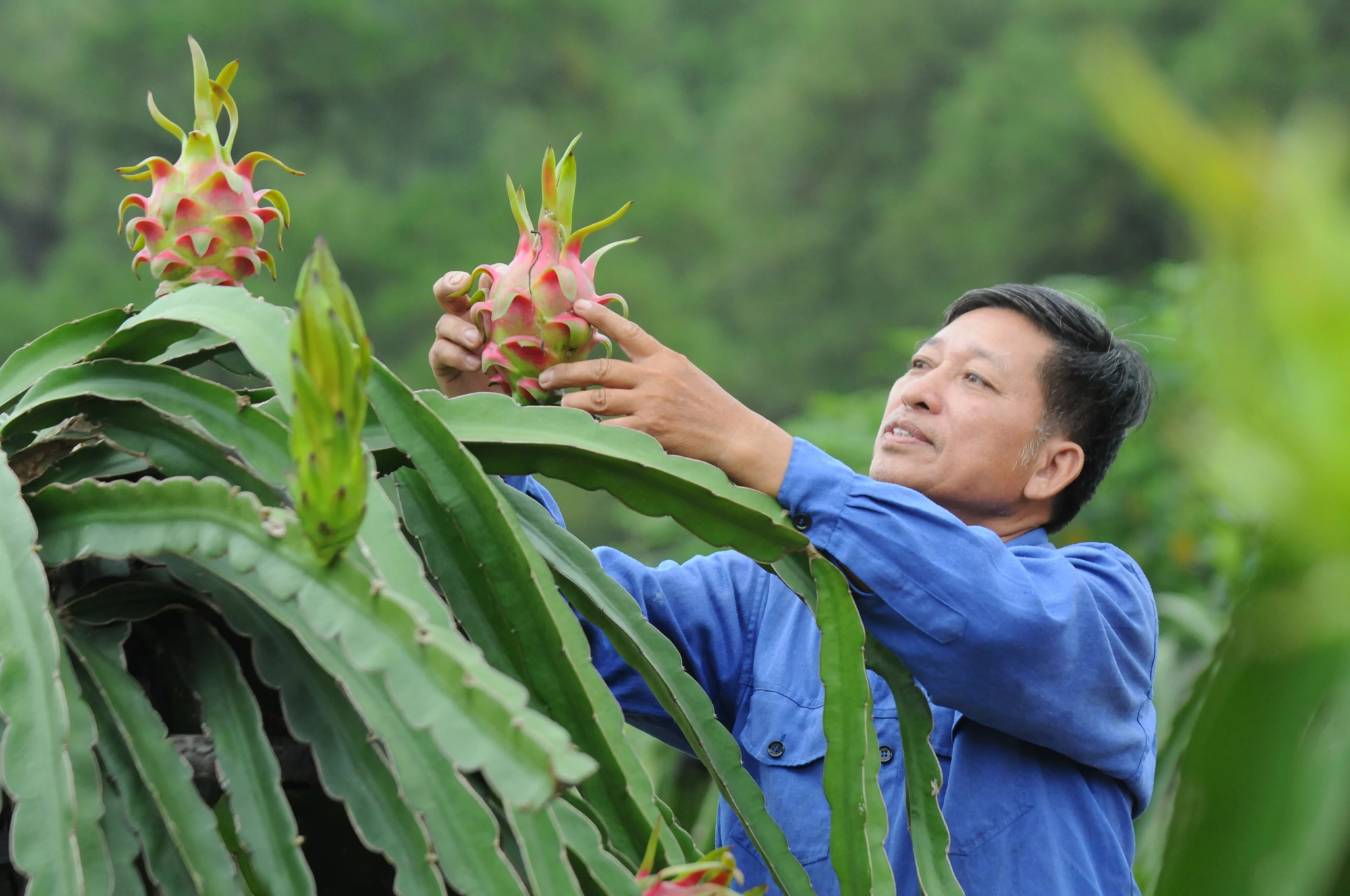 Bảo hiểm nông nghiệp: Chuyển từ khắc phục hậu quả sang chủ động quản trị rủi ro Bảo hiểm nông nghiệp