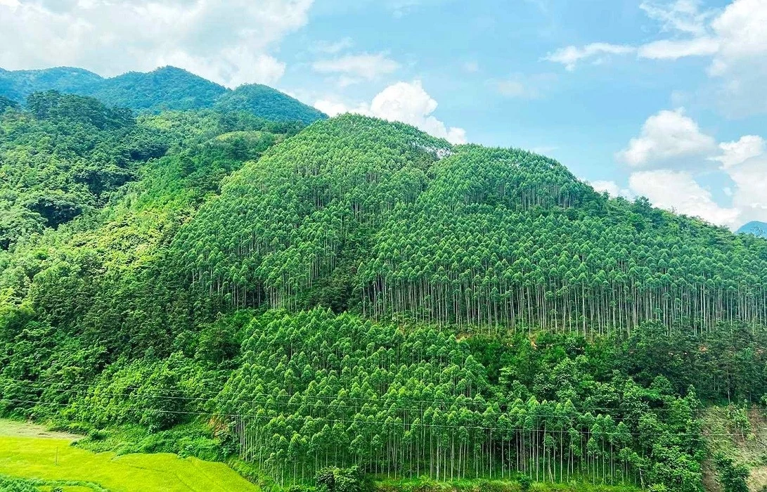 Khung pháp lý cho tín chỉ các-bon rừng đã sẵn sàng tạo huy động nguồn tài chính xanh Khung pháp lý cho tín chỉ các-bon rừng đã sẵn sàng tạo huy động nguồn tài chính xanh