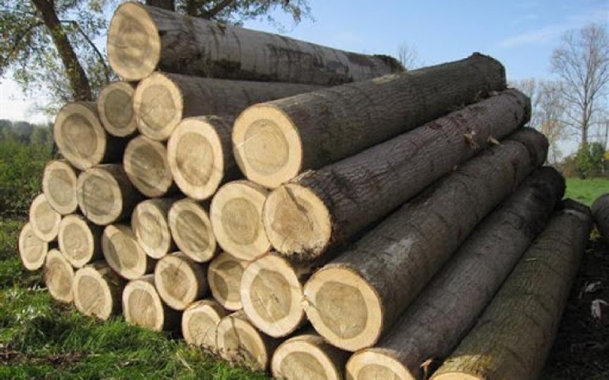 Việt Nam - Hoa Kỳ: Hợp tác kiểm soát nguồn gốc gỗ