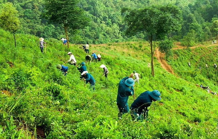 Hỗ trợ khoán bảo vệ rừng tối đa 450 nghìn đồng/ha/năm