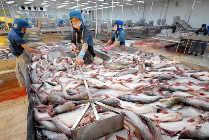 Xuất khẩu cá tra 8 tháng đầu năm đạt gần 1,3 tỷ USD, tăng 9% so với cùng kỳ năm 2023.