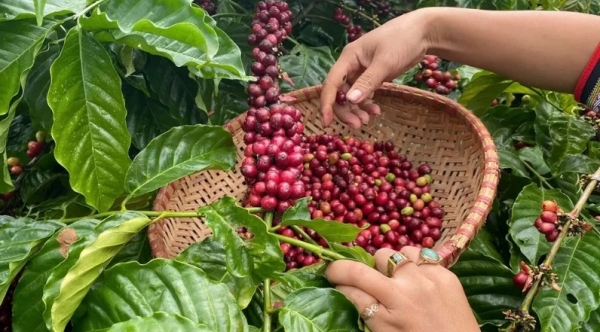 Xuất khẩu cà phê của Việt Nam đạt kỷ lục 5,48 tỷ USD năm 2024. Ảnh minh họa