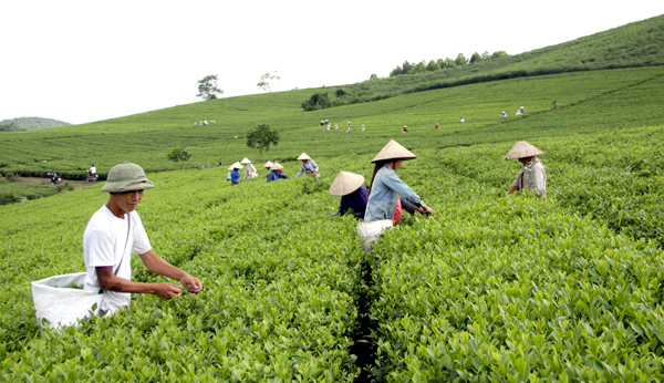 Tỉnh Tuyên Quang đang triển khai các chính sách hỗ trợ phát triển sản xuất, tạo việc làm, tăng thu nhập cho hộ nghèo, hộ cận nghèo. Ảnh: internet