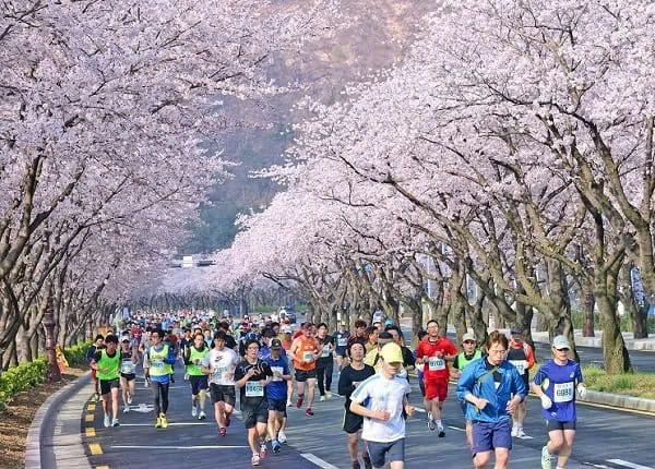 Chạy marathon tại lễ hội hoa anh đào Gyeongju. Ảnh: KTO
