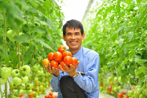 Nông dân Lâm Đồng thu hoạch cà chua từ mô hình nông nghiệp ứng dụng công nghệ cao.