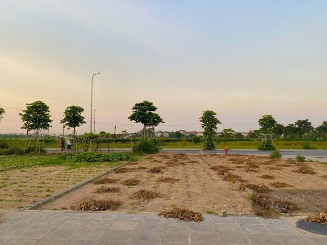 Thị trường đất nền