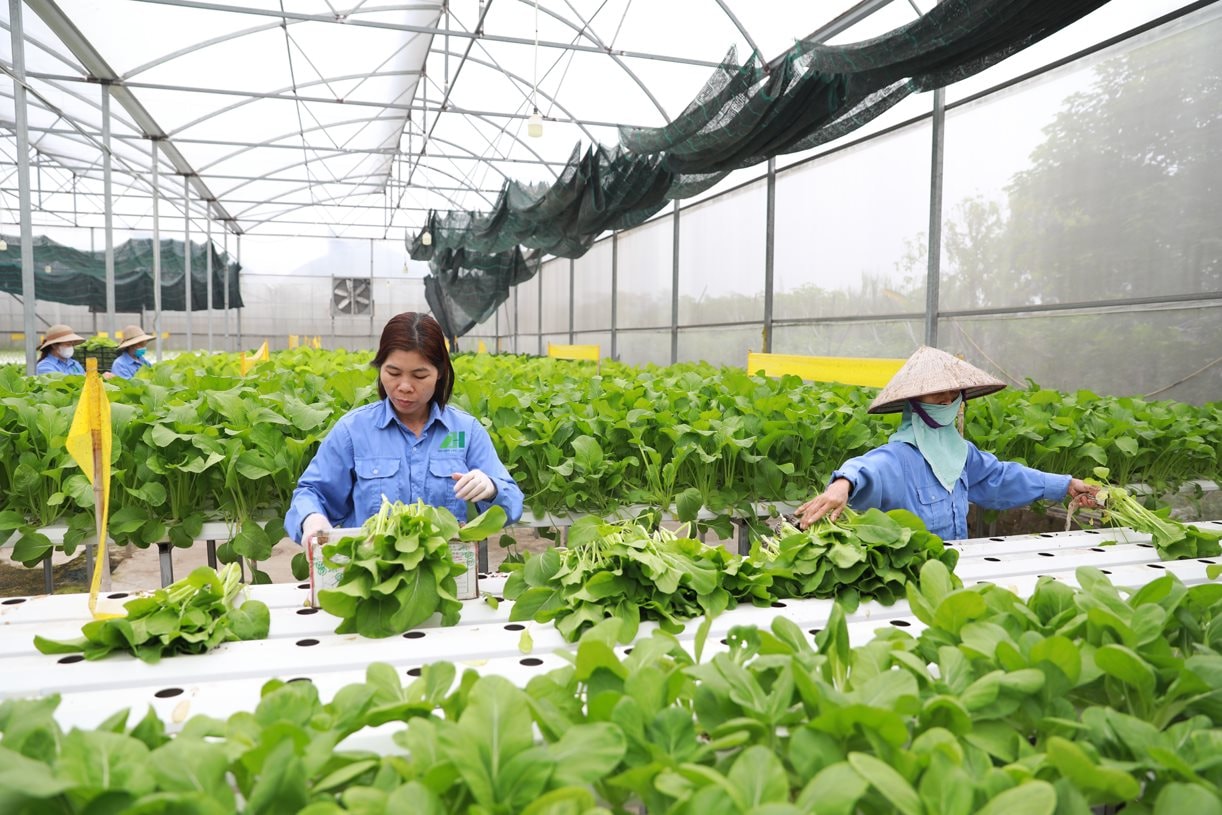Hướng dẫn thực hiện chính sách miễn thuế sử dụng đất nông nghiệp