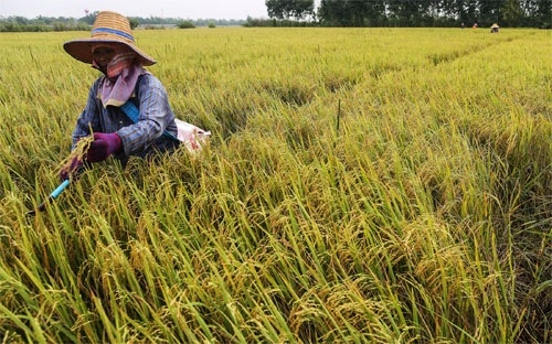 Thái Lan chi 88 tỷ Bath đảm bảo giá lúa niên vụ 2021-2022